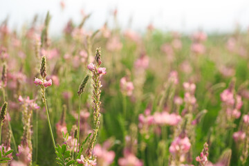Field of pink flowers Sainfoin, Onobrychis viciifolia. Background of wildflowers. Agriculture. Blooming wild flowers of sainfoin or holy clover