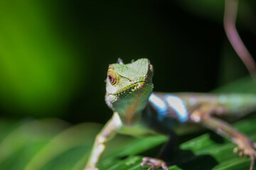 Arid Lizard in the home garden