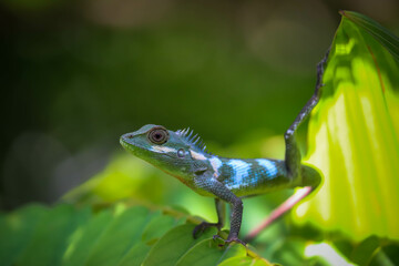 Arid Lizard in the home garden