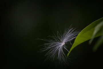dandelion seeds close up on the leaf