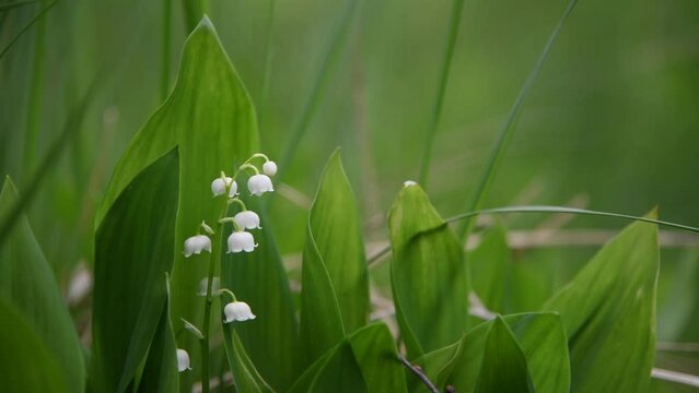 Close-up view of beautiful white Convallaria majalis (Lily of the valley or Mary's tears) flowers against green background. Soft focus. Real time handheld video. Beauty in nature theme.