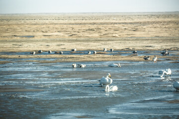 White swans on the nature lake in Mongolia