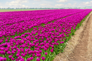 Scenic view of rows of bright colorful blooming tulips flower field in Europe. Dutch floral commercial plantation bulb growing. Beautiful natural Netherlands landscape