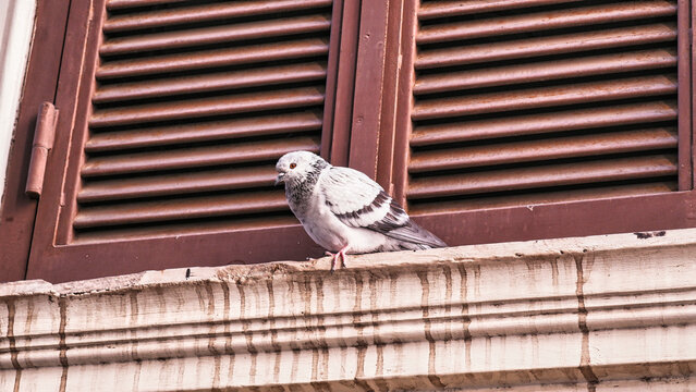 Old pigeon near the window