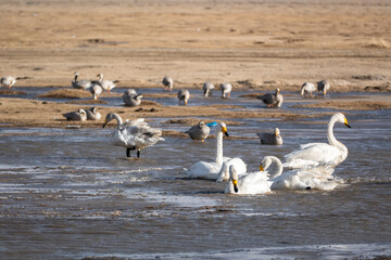 White swans on the nature lake in Mongolia