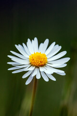 Fototapeta premium A Daisy Flower on a meadow