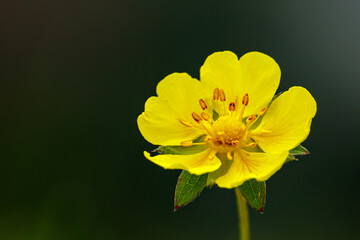 A creeping cinquefoil flower on a meadow