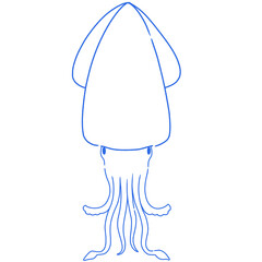 blue squid