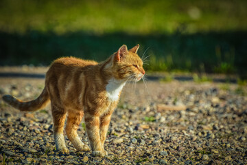 Lonely homeless orange cat