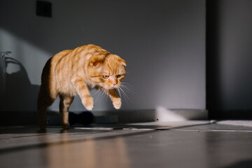 cat hunts a fly, hunter's jump