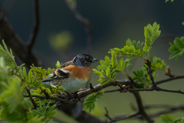 Brambling (Fringilla montifringilla) on a branch
