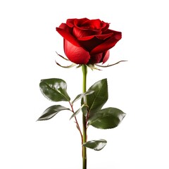  Red rose isolated on white background with copy space, cut away, good for clipping