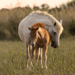 wild camargue horse with foal - obrazy, fototapety, plakaty