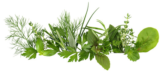 Fresh Herbs Panorama on Transparent PNG Background
