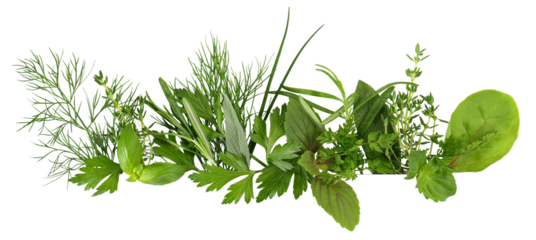 Fresh Herbs Panorama on Transparent PNG Background