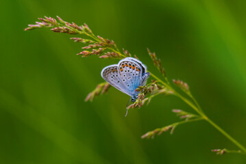 The common blue butterfly (Polyommatus icarus) is a butterfly in the family Lycaenidae  beautiful blurred green background field. summer  Poa pratensis Smooth meadow grass, close-up