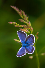 The common blue butterfly (Polyommatus icarus) is a butterfly in the family Lycaenidae  beautiful blurred green background field. summer  Poa pratensis Smooth meadow grass, close-up