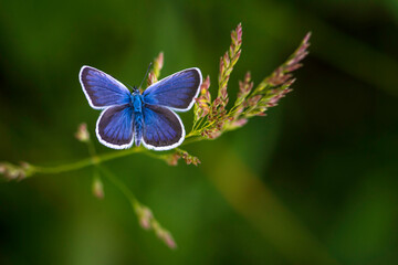 The common blue butterfly (Polyommatus icarus) is a butterfly in the family Lycaenidae  beautiful blurred green background field. summer  Poa pratensis Smooth meadow grass, close-up