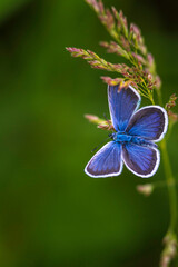 The common blue butterfly (Polyommatus icarus) is a butterfly in the family Lycaenidae  beautiful blurred green background field. summer  Poa pratensis Smooth meadow grass, close-up