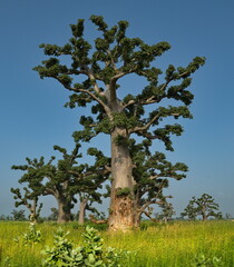 West Africa. Senegal. A picturesque view of lonely huge century-old baobabs under the scorching midday sun.
