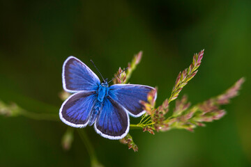 The common blue butterfly (Polyommatus icarus) is a butterfly in the family Lycaenidae  beautiful blurred green background field. summer  Poa pratensis Smooth meadow grass, close-up