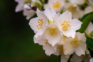 Jasmine blossom, selective focus close up white flowers in a garden PLANT Beautiful Fresh  summer evening bush COPY SPACE.