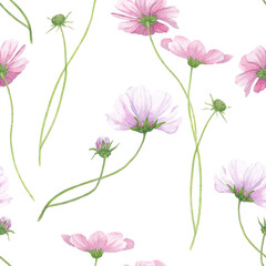 Delicate pink flowers of cosmea on a white background. Watercolor seamless pattern.
