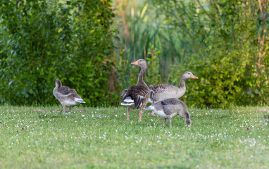 Family of wild gray geese in a meadow by the pond of a village in Germany. Large birds with orange beaks and their adult offspring.