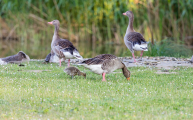 Family of wild gray geese in a meadow by the pond of a village in Germany. Large birds with orange beaks and their adult offspring.