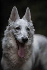 Portrait of beautiful and happy fluffy Swiss shepherd dog who is truly man's best friend.