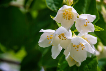 Jasmine blossom, selective focus close up white flowers in a garden PLANT Beautiful Fresh  summer evening bush COPY SPACE.