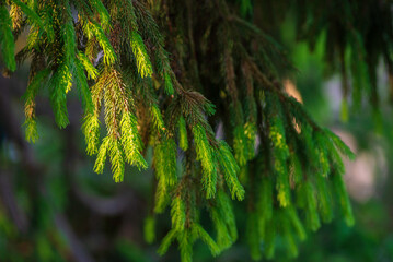 Siberian fir Pine branch raindrops close up concept christmas new year holiday background summer winter textured Green greeting card backdrop sun ray Young prickly Pine christmas spruce.