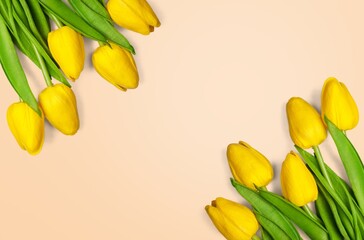 Obraz premium Beautiful fresh tulip flowers on background