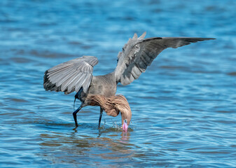 Reddish Egret Hunting Fish on Coastal Texas