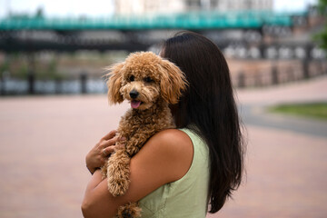 A beautiful Asian girl (Kazakh) holds a dog (mini poodle) in her hands. Summer portrait of a young woman in the park.