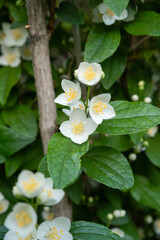 blooming jasmine in the garden in spring
