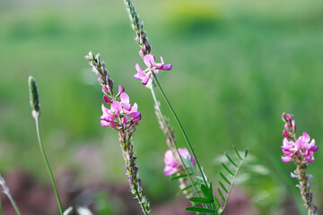 Close-up of a common sainfoin, onobrychis viciifolia, flower in bloom. Honey flower. Beautiful pink wild flower. Meadow grasses.