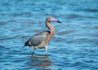 Reddish Egret Hunting Fish on Coastal Texas