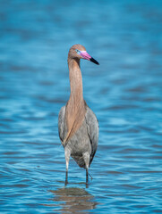 Reddish Egret Hunting Fish on Coastal Texas