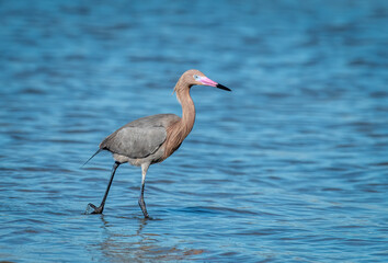 Reddish Egret Hunting Fish on Coastal Texas