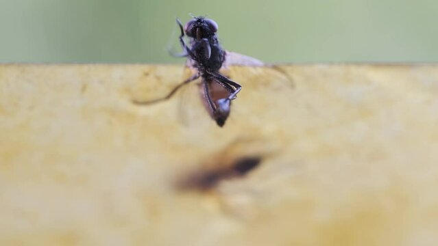 close-up of fly goes over its paws, trying to get rid of glue, paper tape smeared with glue, flypaper for insects, lot of flies stuck to insect trap