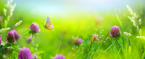 Sunny summer nature background with fly butterfly and wild flowers in grass with sunlight and bokeh. Outdoor nature