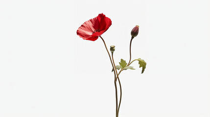 Red orange poppy flower, on a white background, single stem flower, ikebana, simple, minimal design, wedding, invitation cards