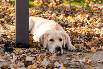 Fototapeta A golden labrador is sitting near a store on the street waiting for the owner. Tied by a dog leash to the railing. The dog looks into the distance obraz