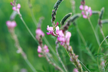 Close-up of a common sainfoin, onobrychis viciifolia, flower in bloom. Honey flower. Beautiful pink wild flower. Meadow grasses.