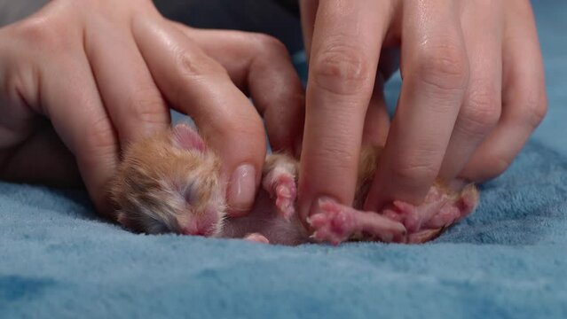 Abdominal massage for a newborn ginger kitten