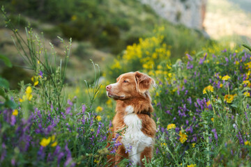 dog in wildflowers. Summer mood. Nova Scotia duck tolling retriever in flowers. Toller, pet outdoors