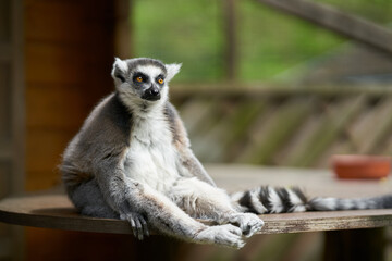 sitzender Katta, lemur catta in einem Tierpark in Gefangenschaft