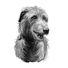 Scottish Deerhound pet originated from Scotland digital art illustration . Canine with long haired coat from Britain purebred watercolor portrait