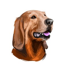 Segugio Italiano Italian breed of dog digital art. Isolated watercolor pet portrait of purebred domesticated animal originated from Italy